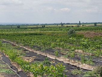 Ореховый сад в Одесской области